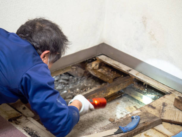 Best Fast Mold Removal  in Johnsonville, SC