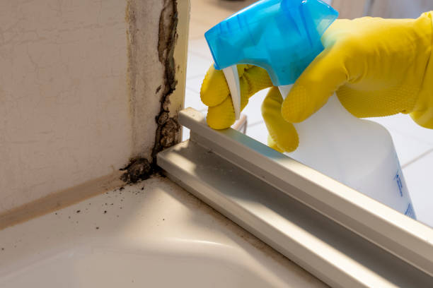 Best Black Mold Removal  in Johnsonville, SC