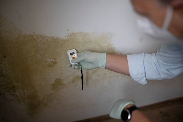 Best Toxic Mold Removal  in Johnsonville, SC