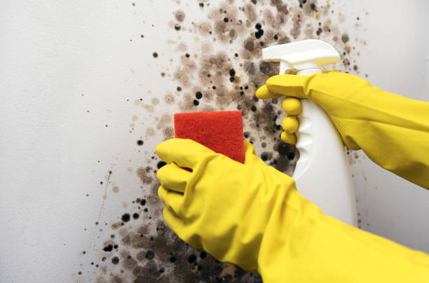 Professional Mold Removal in Johnsonville, SC